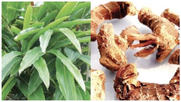 சிற்றரத்தை தூள் சிறிது போதுமே.. சுவாச கோளாறு மட்டுமல்ல, கேன்சரையே விரட்டிடுமாம்.. சிறந்த சித்தரத்தை