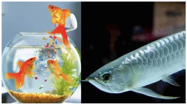 நம்ப முடியாத அதிர்ஷ்டம்.. டிராகன், தங்க மீனின் ஸ்பெஷாலிட்டி.. வாஸ்து மீன் தொட்டி வைக்க பெஸ்ட் திசை