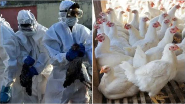 பறவை காய்ச்சலால் குழந்தை பலி.. என்ன நடந்தது! கோழிக்கறி சாப்பிடும்போது தப்பி தவறியும் இதை செய்யாதீங்க