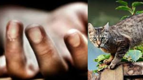 மதுரையில் வளர்ப்பு பூனைக்கடிக்கு சிகிச்சை! வலி தாங்க முடியாமல் மருத்துவமனையில் இளைஞர் விபரீதம்