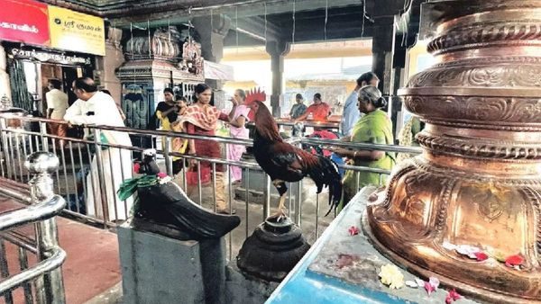 பங்குனி உத்திர திருக்கல்யாணம்! போடி சுப்பிரமணிய சுவாமி கோயில் தேங்காய் இத்தனை ரூபாய்க்கு ஏலமா? 