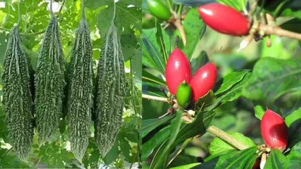 பாகற்காயை முகம் சுளிக்காமல் சாப்பிட வேண்டுமா? மிராக்கிள் ஃப்ரூட் இருக்கே! அதென்ன அதிசய பழம்?