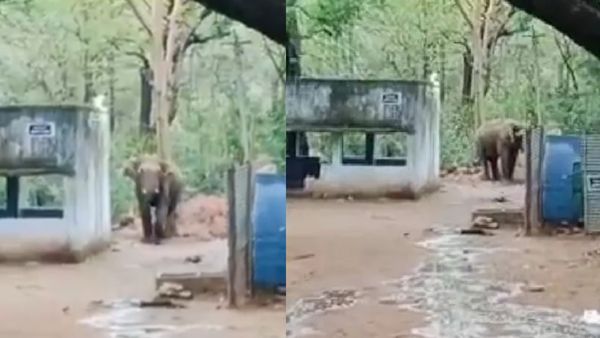 திரும்பி வந்துட்டேனு சொல்லு!.. வெள்ளியங்கிரி அடிவாரத்தில் வனத் துறையினரை.. ஓட ஓட விரட்டிய ஒற்றை யானை