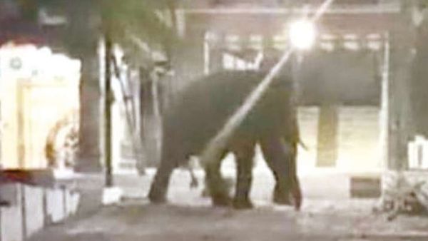 கோவை மருதமலைக்கு அதிகாலையிலேயே முதல் ஆளாக வந்த முரட்டு முருக பக்தன்.. நடந்ததை பாருங்க