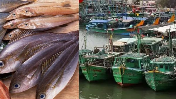 மீன் விலை எகிற போகுது! தமிழகத்தில் 61 நாட்கள் மீன்பிடி தடைக்காலம் இன்று அமலுக்கு வருவதாக அறிவிப்பு