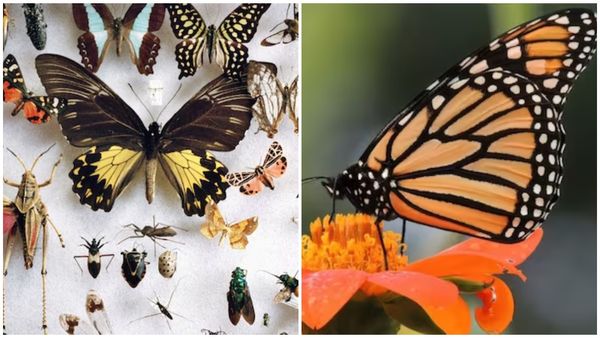 வேகமாக அழியும் பூச்சி இனங்கள்.. ஆபத்தில் மனித குலம்! விஞ்ஞானிகள் எச்சரிக்கை