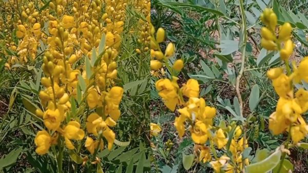 சாத்தான்குளம் சாலைகளில் விளையும் 