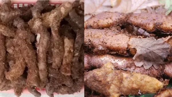 முடவாட்டுக்கால் சூப்பை குடிங்க! கம்பை தூக்கி போட்டுட்டு நடங்க! சூப் செய்வது எப்படி?