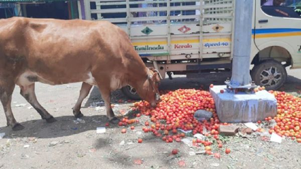 மாடு கூட மதிக்க மாட்டேங்குது.. அஞ்சு ரூபாய்க்கு கூட வாங்க ஆளில்லை சார்..தவிப்பில் ஆழ்த்திய தக்காளி!
