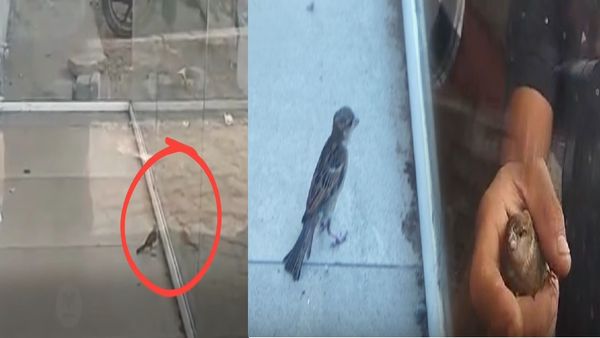 துணி கடைக்குள் சிக்கிய சிட்டுக்குருவி.. உயிருடன் மீட்க நீதிமன்றம் சென்ற மக்கள்.. நெகிழ வைத்த கேரளா