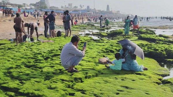 அமாவாசையன்று திருச்செந்தூரில் அரங்கேறிய அதிசயம்.. கடலில் என்ன பச்சை பச்சையாய்! முருகன் திருவிளையாடல்