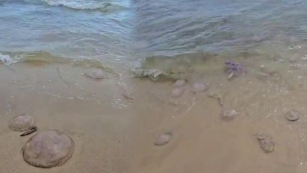 ராமேஸ்வரம் கடலில் ஒதுங்கிய உருவங்கள்.. வட்ட வட்டமாய்! அதை மட்டும் தொடக் கூடாது.. குழம்பிய மீனவர்கள்!