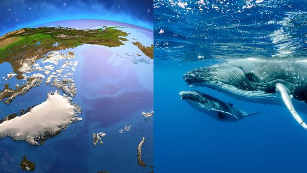 பூமிக்கு அடியில் இரும்பு குழம்பு.. சைபீரியா பக்கமாக போகும் காந்த சக்தி.. திசைமாறும் திமிங்கிலங்கள்!