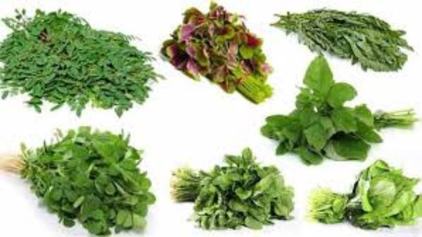 இரு நூறு நோய் தீர்க்கும் கீரைகள்.. யார் யார் கீரைகளை தவிர்க்கலாம்? ஆயுளை கூட்டும் கீரையின் மகத்துவம்