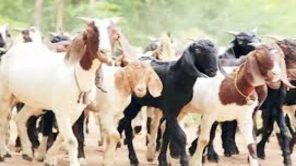 ஆடுகள் வளர்க்கறீங்களா கொட்டகையில்? பட்டிகளில் உப்புக் கட்டிகள்.. சூப்பர் தகவலால் மதுரையில் மகிழ்ச்சி