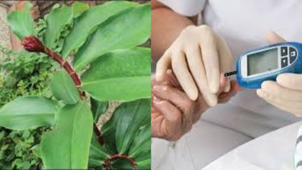 சர்க்கரை நோய் முதல் புற்றுநோய் வரை! கிட்டயே நெருங்கவிடாது இன்சுலின் செடி! யாரெல்லாம் சாப்பிட கூடாது?