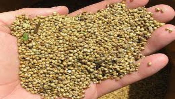 ஊற வைத்த கம்பு.. குண்டா இருக்கிறவங்களை குச்சி போல மாத்திடும் சூப்பர் தானியம்.. சத்துக்கள் ஆயிரம்