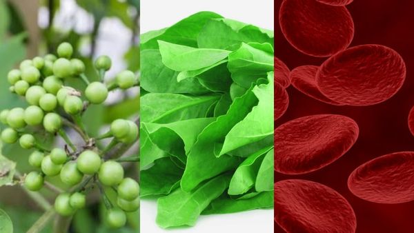 பச்சை சுண்டைக்காய் முதல் பாலக்கீரை வரை! ஹீமோகுளோபினை அதிகரிக்கும் உணவுகள் யாவை?