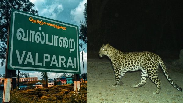 வால்பாறையில் பாய்ந்து வந்த சிறுத்தை.. வளர்ப்பு நாயால் நொடியில் உயிர்தப்பிய சிறுவன்..அதிர்ச்சி வீடியோ