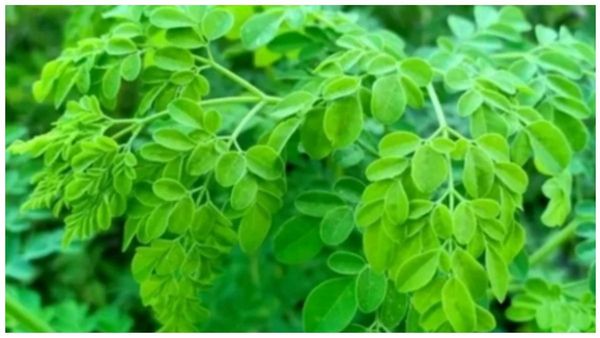 முருங்கையிலை சூப் 1 கப் குடிப்பதால் கிடைக்கும் நன்மை பாருங்க.. சத்தான முருங்கைக்கீரை மூலிகை அமிர்தம்