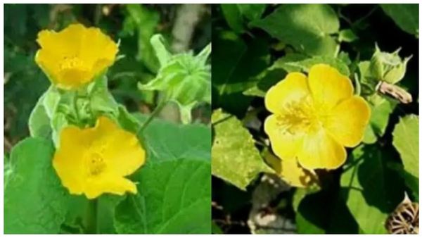 பச்சை வைரம் துத்திக்கீரை.. முறிந்த எலும்பு முதல் மூலம், கிட்னி பிரச்சனைக்கு உதவும் துத்தி இலை.. செம