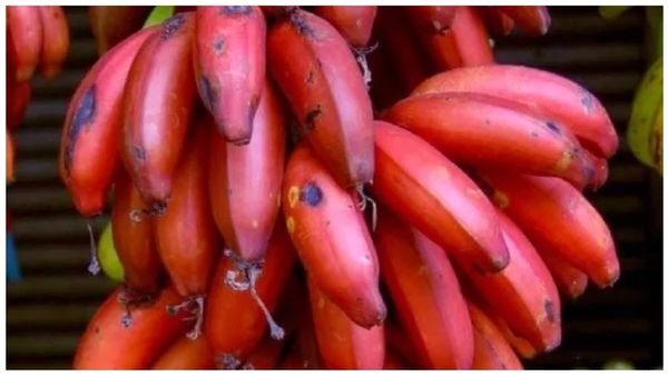 செவ்வாழையின் செழிப்பு.. கண், சரும நலனுக்கு தினமும் 1 செவ்வாழைப்பழம் தோல்.. செவ்வாழை ஸ்கிரப் வியப்பு