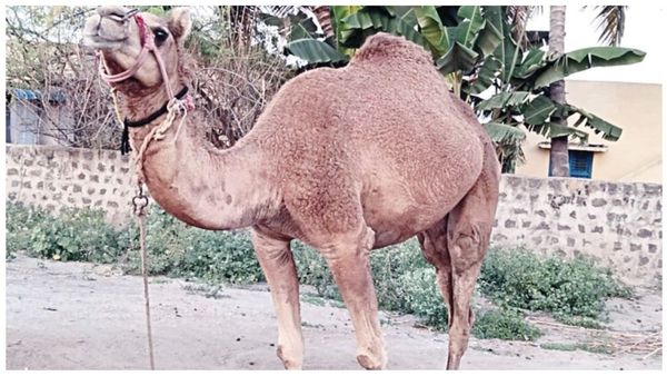 தஞ்சாவூரில் தலைய நீட்டிய இந்த ஒட்டகத்தை யாராச்சும் பார்த்தீங்களா? சர்க்கஸ் கூடார ஒட்டகம்! தஞ்சை பரபர