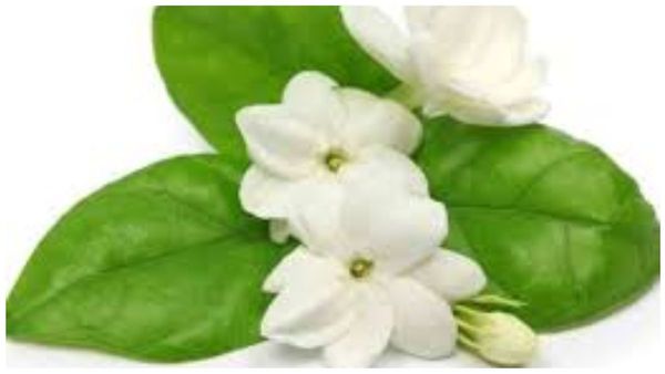 மல்லி தண்ணி மருத்துவம்.. கிட்னி கல், சரும நோயை தீர்க்கும் மல்லிகை பூக்கள்.. பெண்களின் வரப்பிரசாதம்