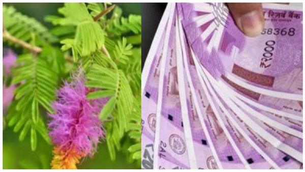 அரசு வேலை வீடு தேடி வரணுமா? 9 வாரம் பரிகாரங்கள் போதாது, கோதுமை பால் அவசியம்.. வரம் தரும் வன்னி மரம்