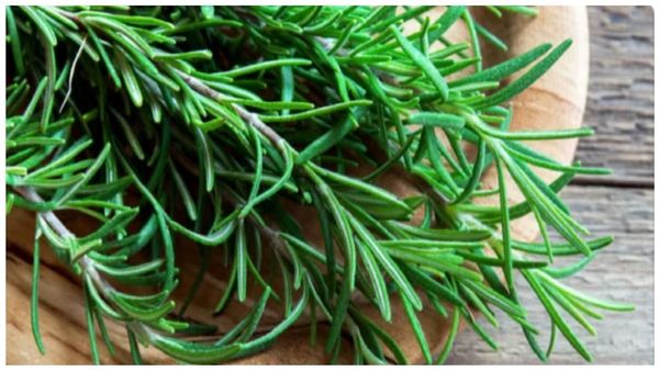 ரோஸ்மேரியின் பெஸ்ட் நன்மை.. வீட்டிற்குள் பாசிட்டிவ் கொண்டுவரும் வாஸ்து செடி.. வாவ் ரோஸ்மேரி