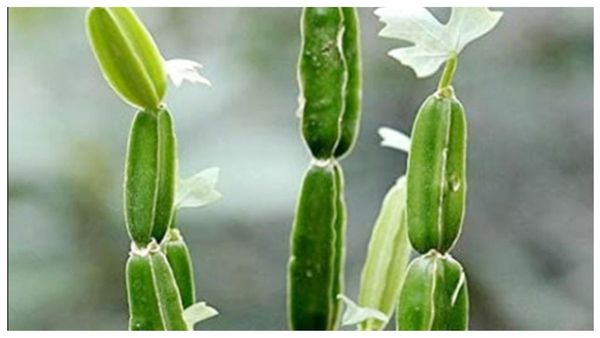 முறிந்த எலும்பை சேர்க்க உதவும் பிரண்டை.. யார் யார் பிரண்டையை சாப்பிடலாம்? ஆச்சரியமான அற்புத மூலிகை