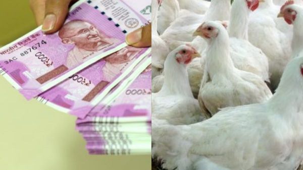 கொட்டகையில் கோழி.. 50% மானியம் தரும் சூப்பர் திட்டம்.. கோழிப்பண்ணை அமைக்க மானியம் எண்ணிக்கை உயர்வு?
