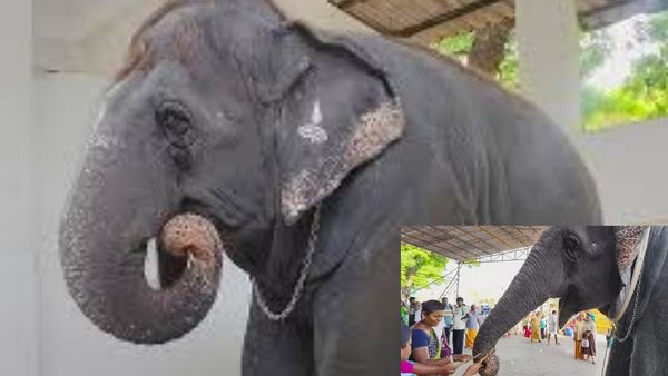 திருச்செந்தூரில் சர்ப்ரைஸ்.. தெய்வானைக்கு 