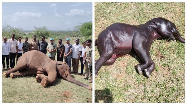 மனுஷங்களா நீங்க.. கோவை யானையின் வயிற்றில் தோண்ட, தோண்ட பிளாஸ்டிக்! குட்டியுடன் உயிரிழந்த சோகம்..!