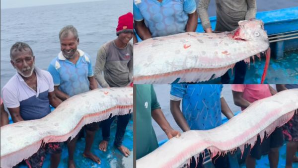 Doomsday மீன்! இது வெளியே வந்தால் உலகமே அழியும்? தமிழக மீனவர்கள் வலையில் சிக்கிய ராட்சச மீன்! வீடியோ