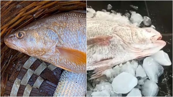 முத்துக்கு சமமான மதிப்பு.. முத்துப்பேட்டையில் 'இந்த' மீனை வாங்க வரிசை கட்டிய மக்கள்!