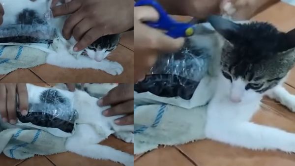 சிறைக்குள் கஞ்சா கடத்திய பூனை.. கையும் களவுமாக பிடித்த அதிகாரிகள்! சினிமாவில் கூட நடக்காத சம்பவம்