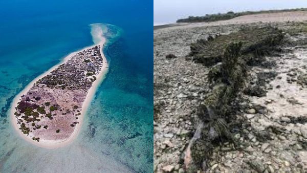 தூத்துக்குடி அருகே கடலில் மூழ்கும் காரை சல்லி தீவு.. ஆக்‌ஷனில் வனத்துறை! சபாஷ்.. ஏன் முக்கியம்?