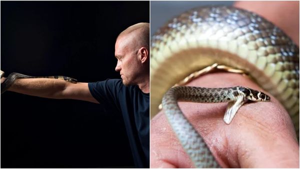 பாம்புகளை வேண்டும் என்றே கடிக்க விட்ட மருத்துவர்கள்.. விஷ முறிவு மருந்துக்காக இப்படி ஒரு பரிசோதனை