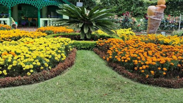 குன்னூருக்குள் குவிந்த சுற்றுலா பயணிகள்.. இன்று சிம்ஸ் பூங்காவில் 65வது பழகண்காட்சி.. கோலாகல நீலகிரி