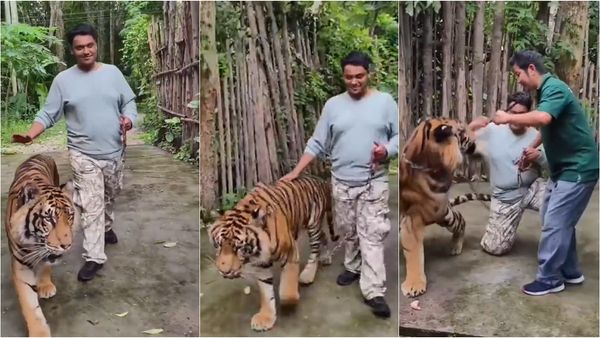 தாய்லாந்தில் புலியுடன் செல்ஃபி எடுக்க ஆசை.. இந்திய சுற்றுலா பயணி வயிற்றில் கை வைத்ததுமே.. பாருங்க