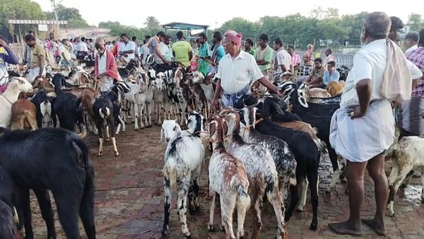 தமிழ்நாடு முழுவதும் ஒரே விலையில் ஆட்டிறைச்சி விற்பனையா? தகவல் பலகை மட்டுமே.. தமிழக அரசு மறுப்பு!