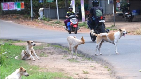 வெறி நாய்க்கடி.. 'ரேபிஸ்' பாதிப்பிலிருந்து தப்பிப்பது எப்படி? தெரிஞ்சுக்கோங்க