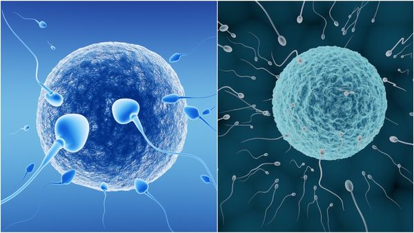 மண்டையை போட்டு குழப்பிக்கொள்ளும் ஆய்வாளர்கள்.. விந்தணு பற்றி தெரியாத ரகசியம்! இது புதுசா இருக்கே!