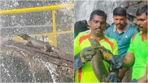 குற்றால அருவியில் அழையா விருந்தாளி.. அலறியடித்து ஓடிய பயணிகள்! இந்த உடும்பை பாருங்க