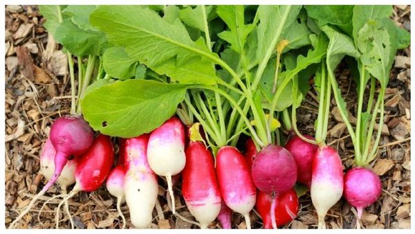 சிவப்பு முள்ளங்கி சிறப்பு.. கேன்சர் செல்லை ஒழிக்கும் முள்ளங்கி கீரை! பெண்கள், குழந்தைகள் விட்றாதீங்க