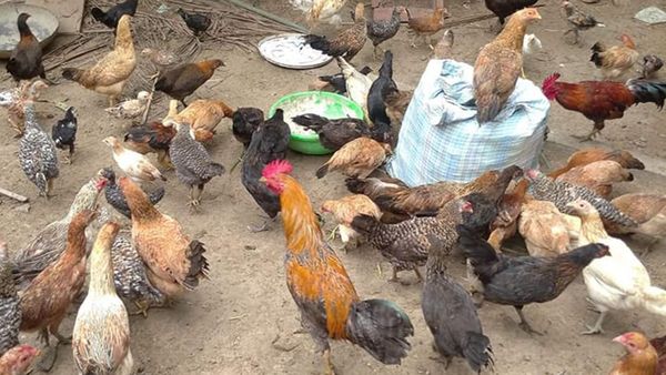 கன்னியாகுமரி மாவட்ட இளைஞர்களுக்கு குட்நியூஸ்.. நாட்டு கோழிப்பண்ணைகள் அமைக்க 50 சதவீத மானியம்