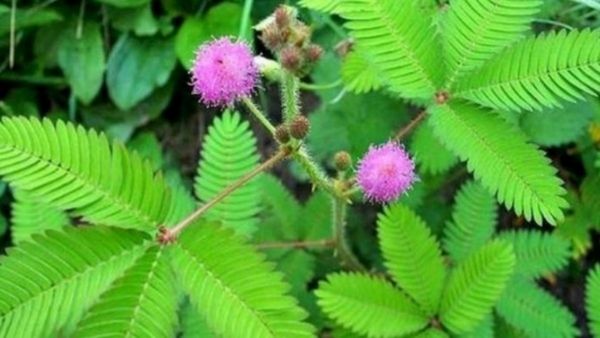 தொட்டால் சிணுங்கியை தொட்டு வணங்கினால் கோடி நன்மை.. கணவன், மனைவி ஒற்றுமைக்கு பரிகாரம்.. இதுதான் திசை