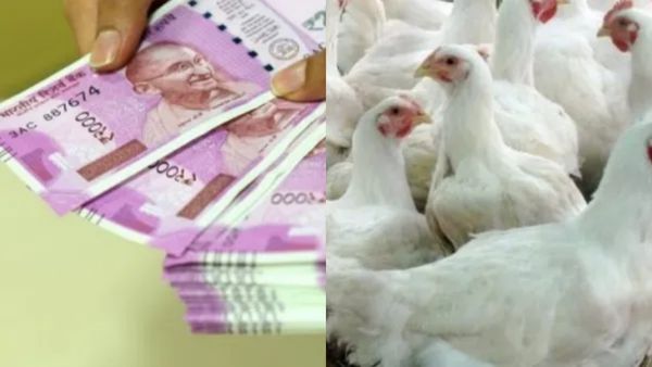 50% மானியத்துடன் கொட்டகையில் கோழிப்பண்ணை.. 625 சதுர அடி நிலமுள்ள சேலம் விவசாயிகளுக்கு குட் நியூஸ்