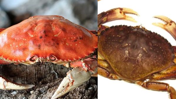 கடல்ல நண்டு இருக்கே.. இதயத்துக்கு நல்லது.. ஆண்மையை பெருக்கும்.. ஹெல்த் பெனிஃபிட்ஸ் என்னென்ன தெரியுமா